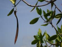 palétuvier rouge graine plantule mangrove