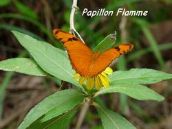 papillon, balade, dos d`ane, basse terre, guadeloupe, antilles