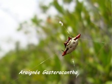 Gasteracanta cancriformis, araignée, guadeloupe