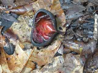 mapou baril, Sterculia caribaea, gousse, foret tropicale humide antilles