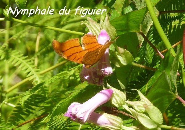 terre de haut L