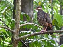 balade armistice, basse terren faune foret humide, guadeloupe