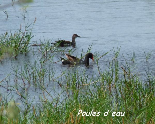 st felix, oiseaux L