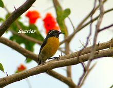 oiseau foret seche, ecosysteme tropical, guadeloupe, antilles