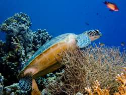 tortue marine, benthos, récif corallien, guadeloupe, antilles
