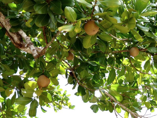 abricotier, beautiran, petit canal, guadeloupe