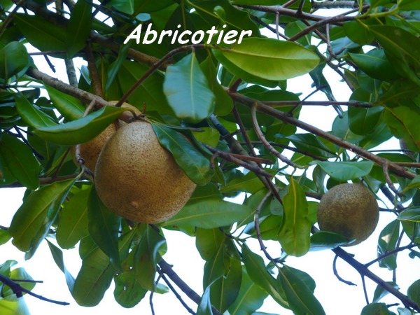 abricotier, Mammea americana, arbre, TGT ,L