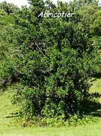 abricotier, Mammea americana, arbre,Trace du prince, guadeloupe