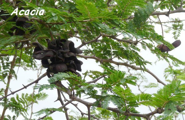 Dichrostachys cinerea, Acacia St Domingue, Poyen L