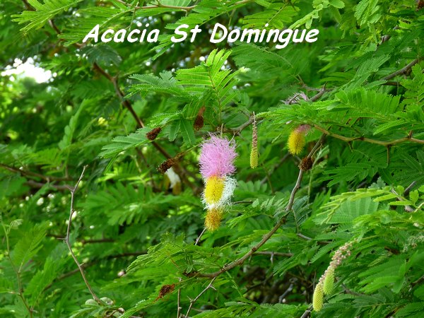 Dichrostachys cinerea, Acacia St Domingue, Poyen L