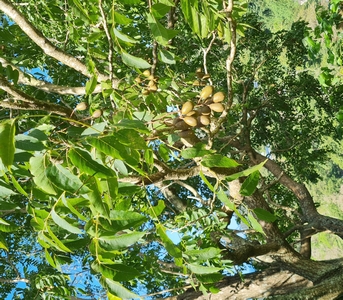 acajou rouge Cedrela odorata foret hygrophile Guadeloupe