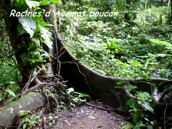 acomat boucan, beausoleil, route soufière, basse terre, guadeloupe