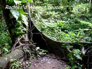 acomat boucan, racines, arbre, beausouleil, route soufrière, guadeloupe