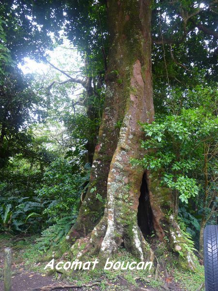 Sloana caribeae, Bains jaunes , Basse terre, guadeloupe