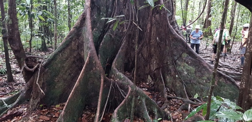 acomat boucan maison de le foret guadeloupe