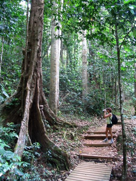 sentier et acomat, trois cornes, nord basse terre, guadeloupe