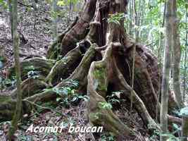 Acomat boucan, Ravine gras, Basse terre