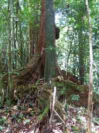 Acomat boucan, Sloanea caribeae, Sarde, Basse terre