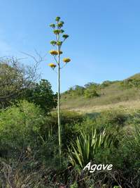 Agave, Agave karatto,Désirade