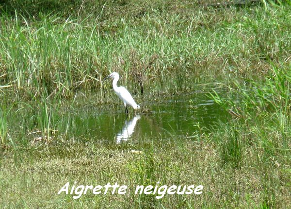 Egretta thula, Aigrette neigeuse, Gaschet L