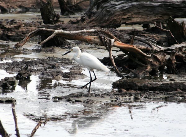 aigrette neigeuse, Egretta thula, port Louis, grande terre, guadeloupe