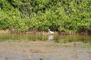 Aigrette marais port louis grande terre guadeloupe