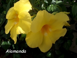 alamanda arbuste guadeloupe