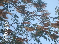 albizia Langue à vieille femme Arbuste guadeloupe