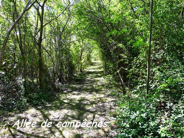 allée de campêches, Haematoxyloncampechianum, maisoncelle