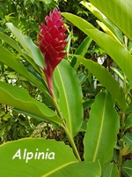 alpinia fleurs guadeloupe