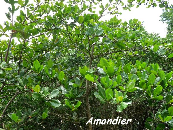 Amandier, Terminalia catappa, arbre, Pointe à bacchus