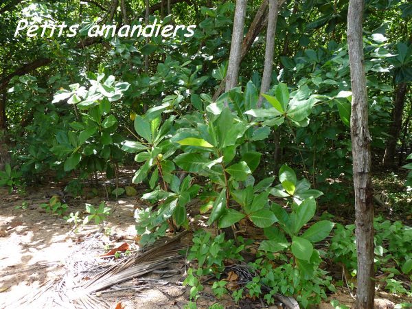 Amandiers, Terminalia catappa, Gros Morne