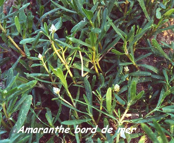 Amaranthe bord de mer, Philoxerus vermicularis , St Félix