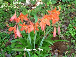 amaryllis fleur guadeloupe