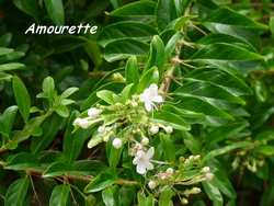 amourette, Clerodendrum aculeatum, arbuste, pointe chateaux, grande terre