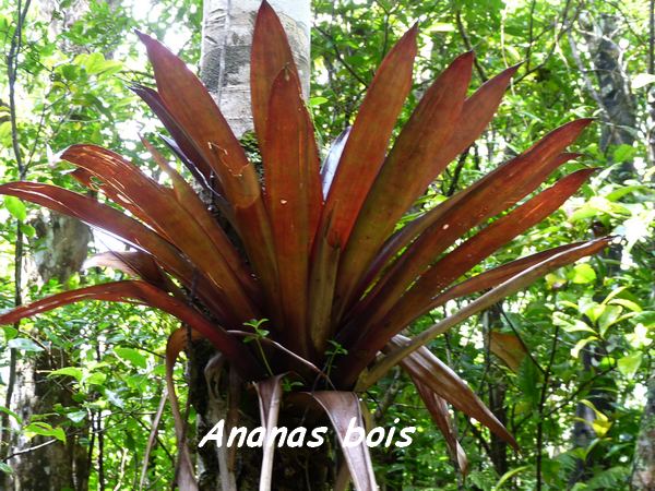 Glomeropitcairnia penduliflora, ananas bois, Piton de Bouillante L