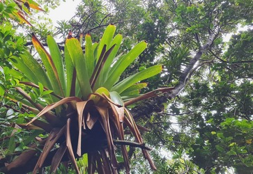 ananas bois et laurier montagne MLL Pigeon
