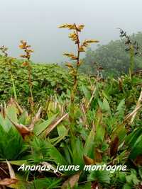 ananas jaune, soufrière, guadeloupe