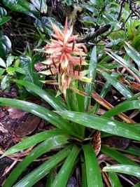 ananas, Guzmania megastachya, nez cassé, st claude, basse terre, guadeloupe