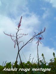 ananas rouge, trace V Hugues, B Terre