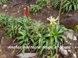 ananas, herbe, soufrière, guadeloupe