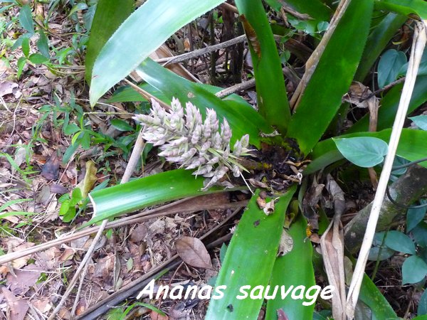 ananas sauvage, B Argent L