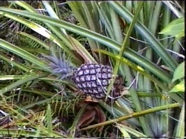 ananas bromeliacées jardins guadeloupe