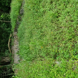 ancienne sucrerie Poyen Petit canal Guadeloupe