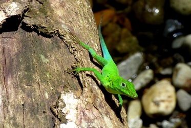 anoli canyon moustique basse terre guadeloupe