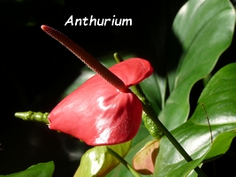 anthurium fleur guadeloupe