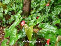 anthurium, flore, madeleine, basse terre sud, guadeloupe