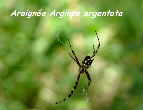 Argiope argentata, Araignée, Gaschet L
