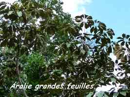 Aralie grandes feuilles, Schefflera morototoni, Contrebandiers, Guadeloupe