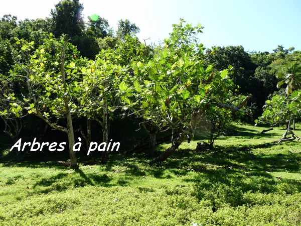 Arbre à pain, Artocarpus altilis, arbre, trace du prince, Guadeloupe
